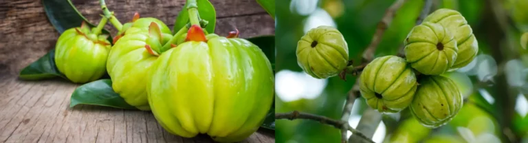 garcinia renova integratore naturale