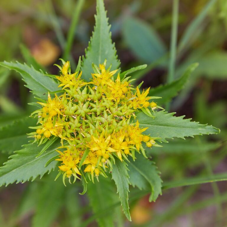 rodiola rosea benefici