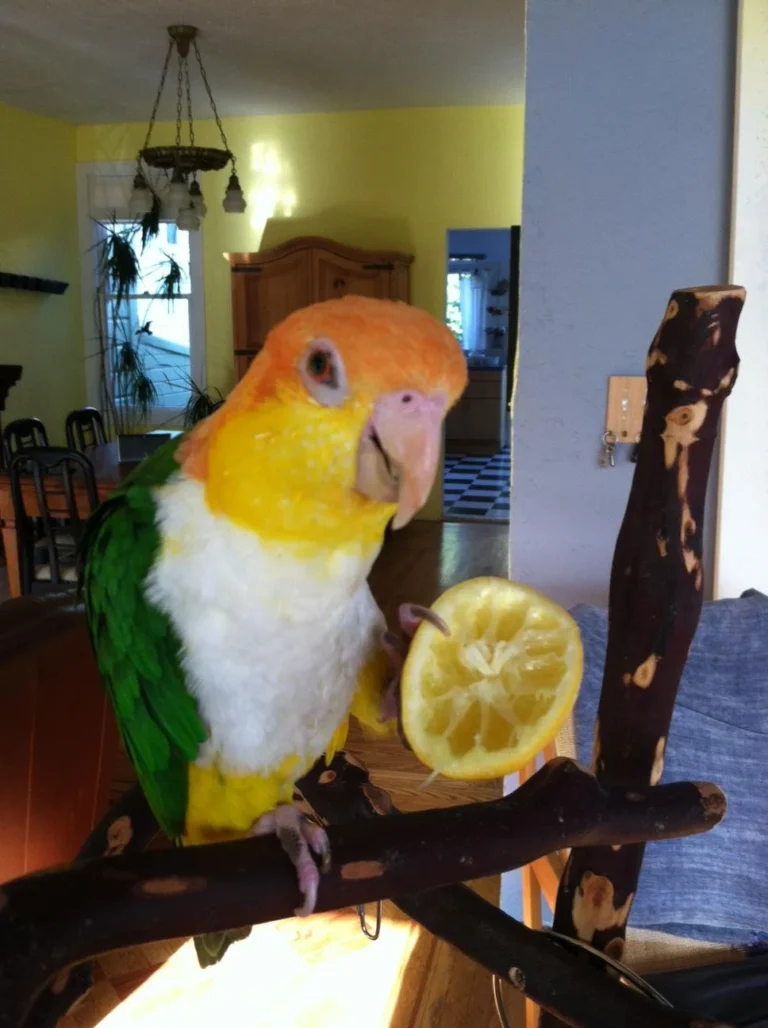 i pappagalli possono mangiare i limoni