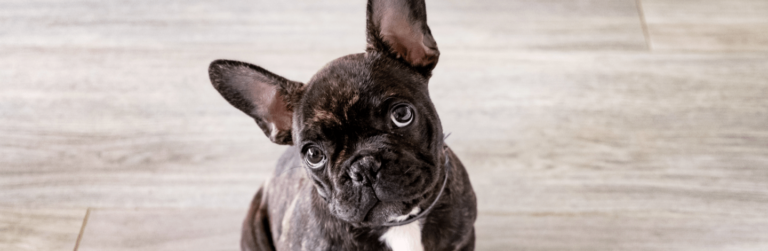 calore bulldog francese