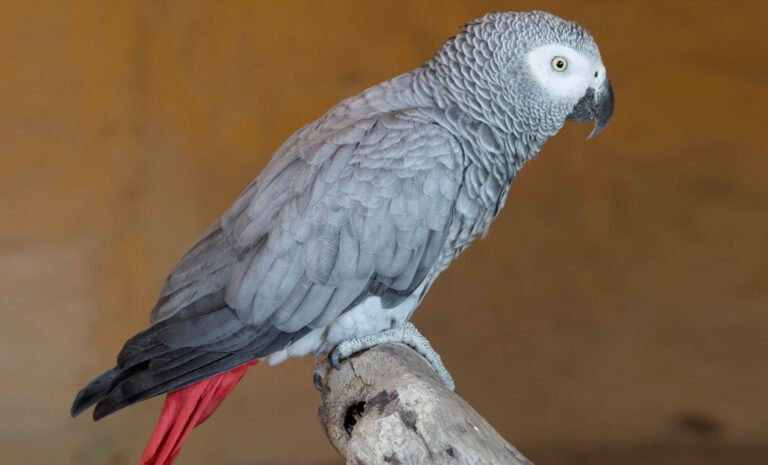 quando inizia a parlare un cenerino